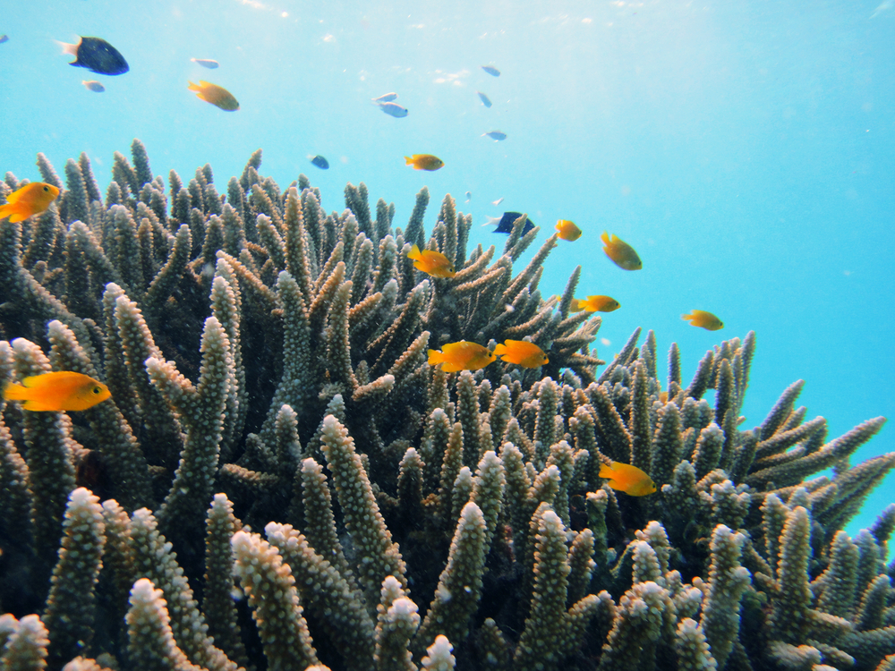 ダイビングライセンス費用